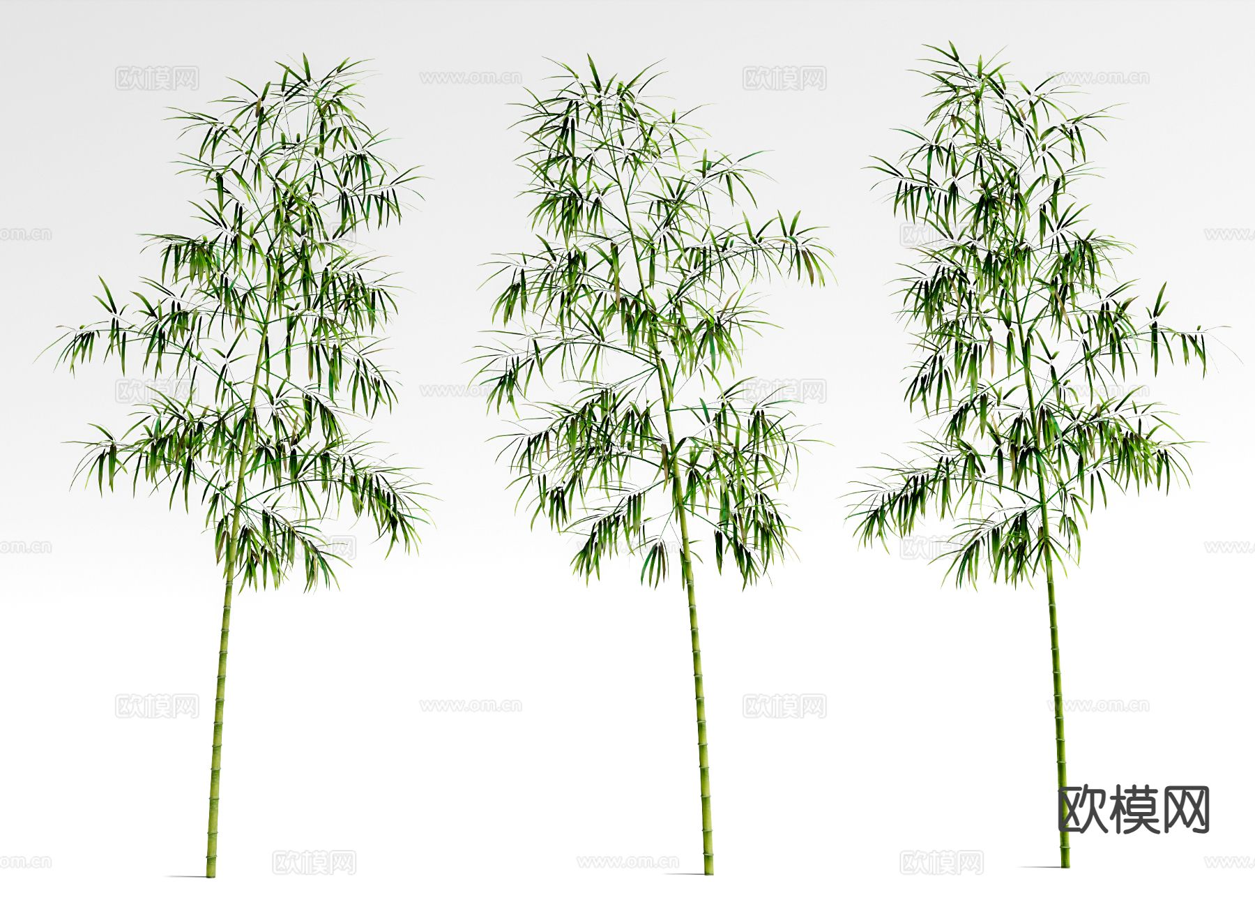 竹子 绿植su模型下载（渲染图2）