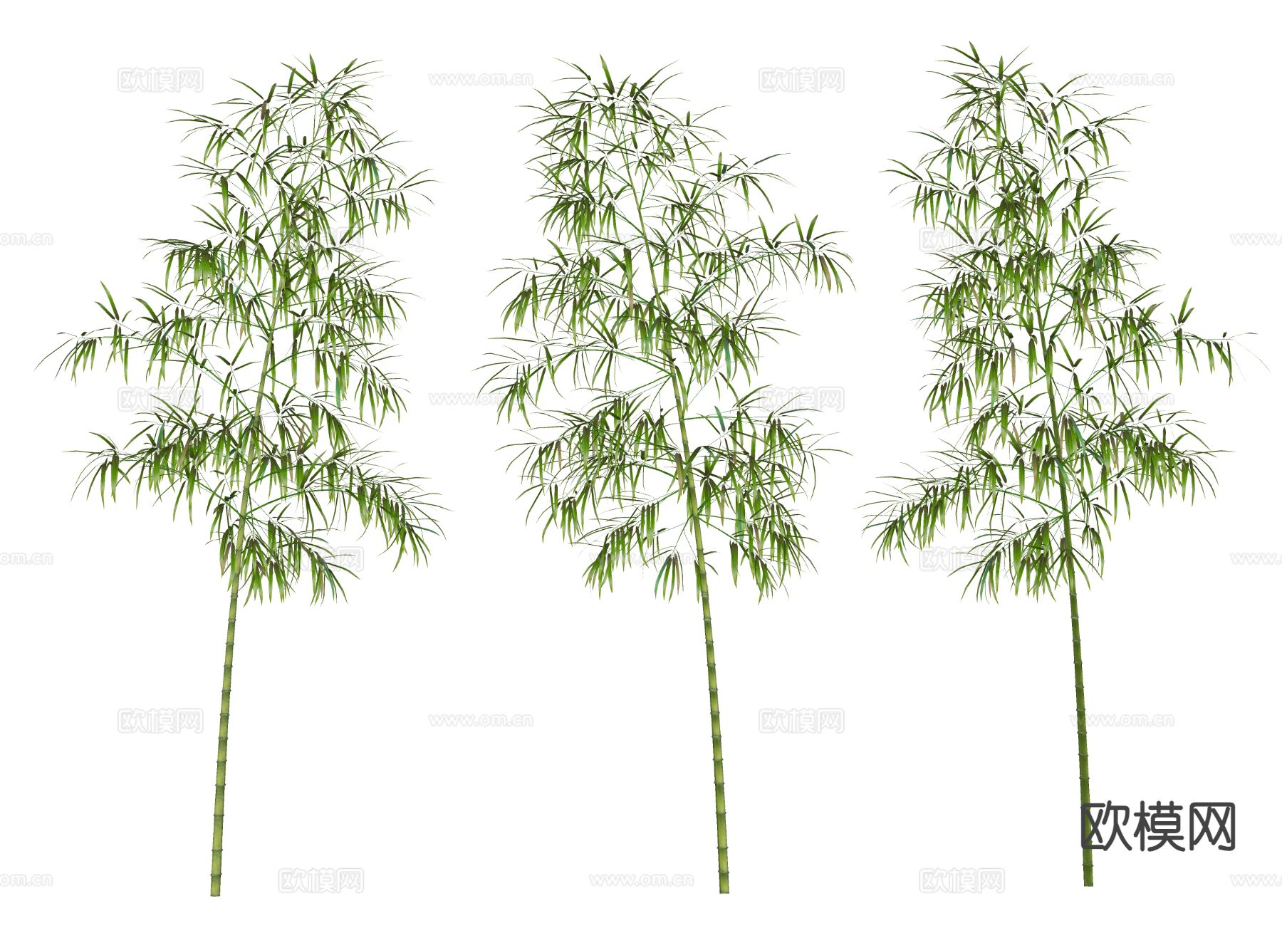 竹子 绿植su模型下载（渲染图1）