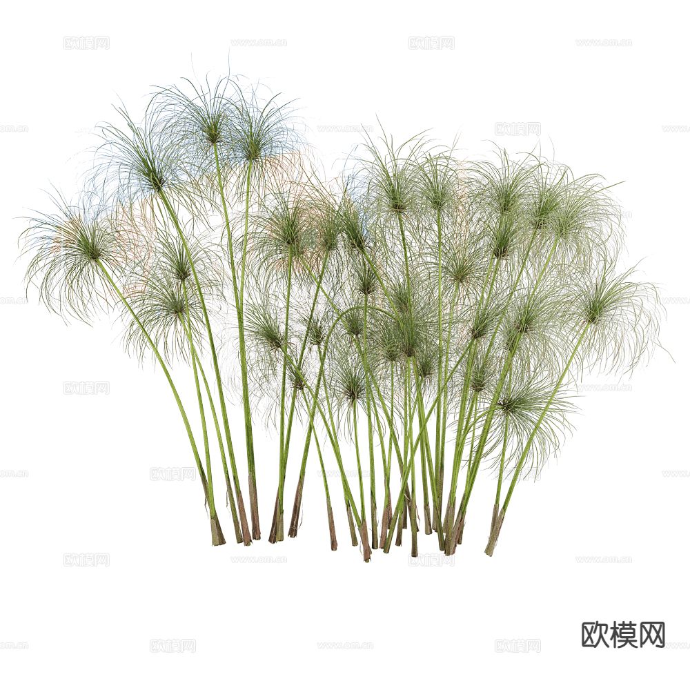 花草 植物 绿植3d模型