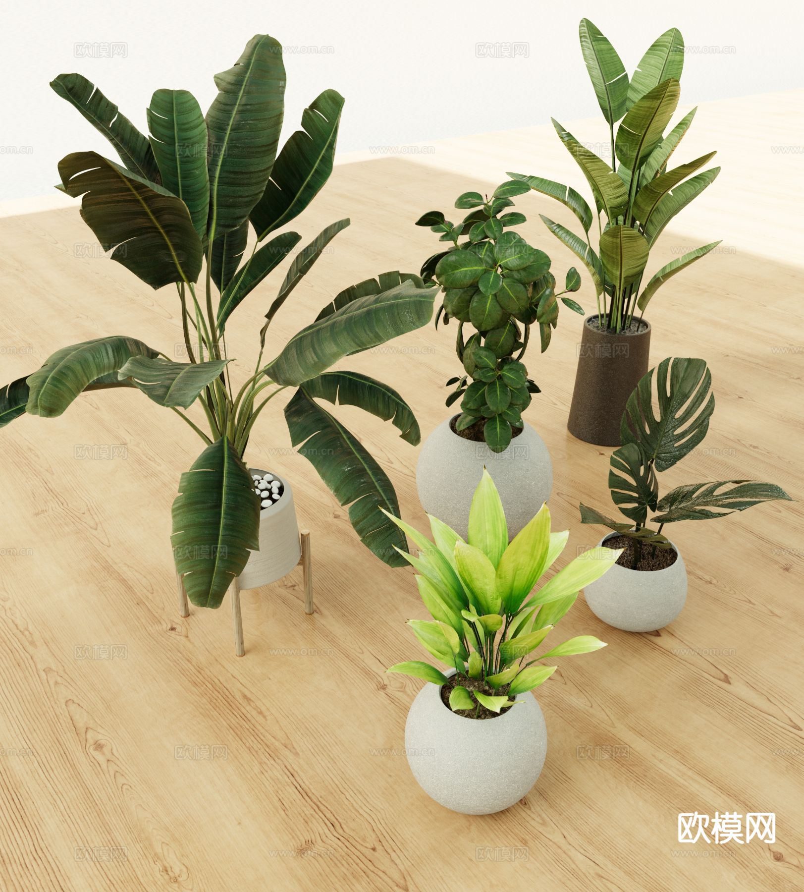 植物盆栽 芭蕉 龟背竹3d模型