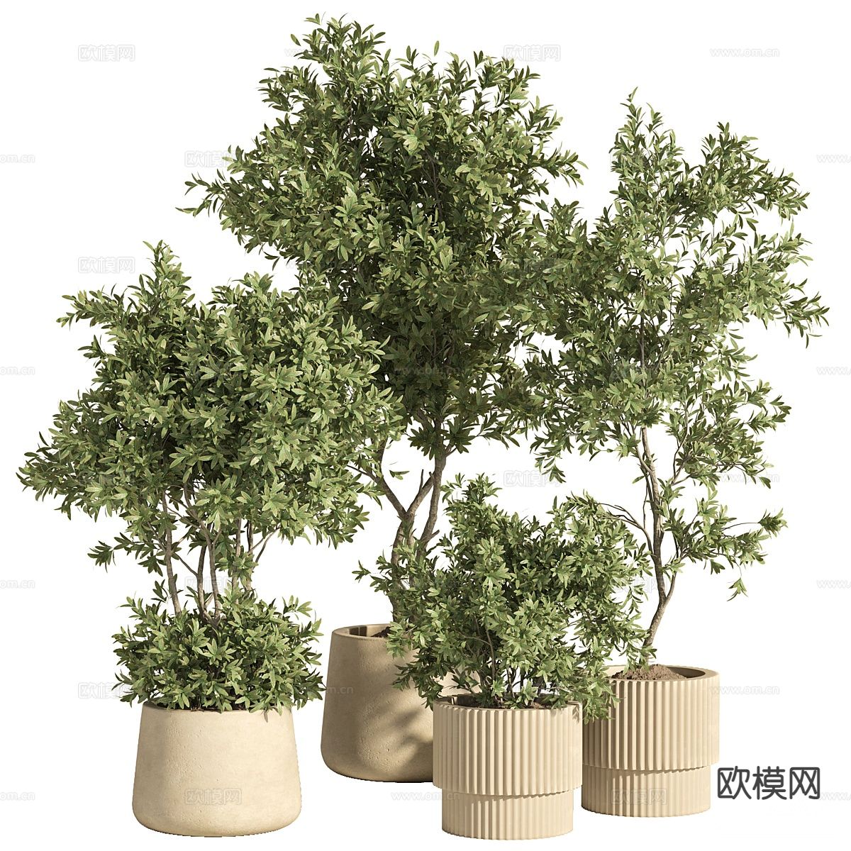 植物盆栽 绿植3d模型