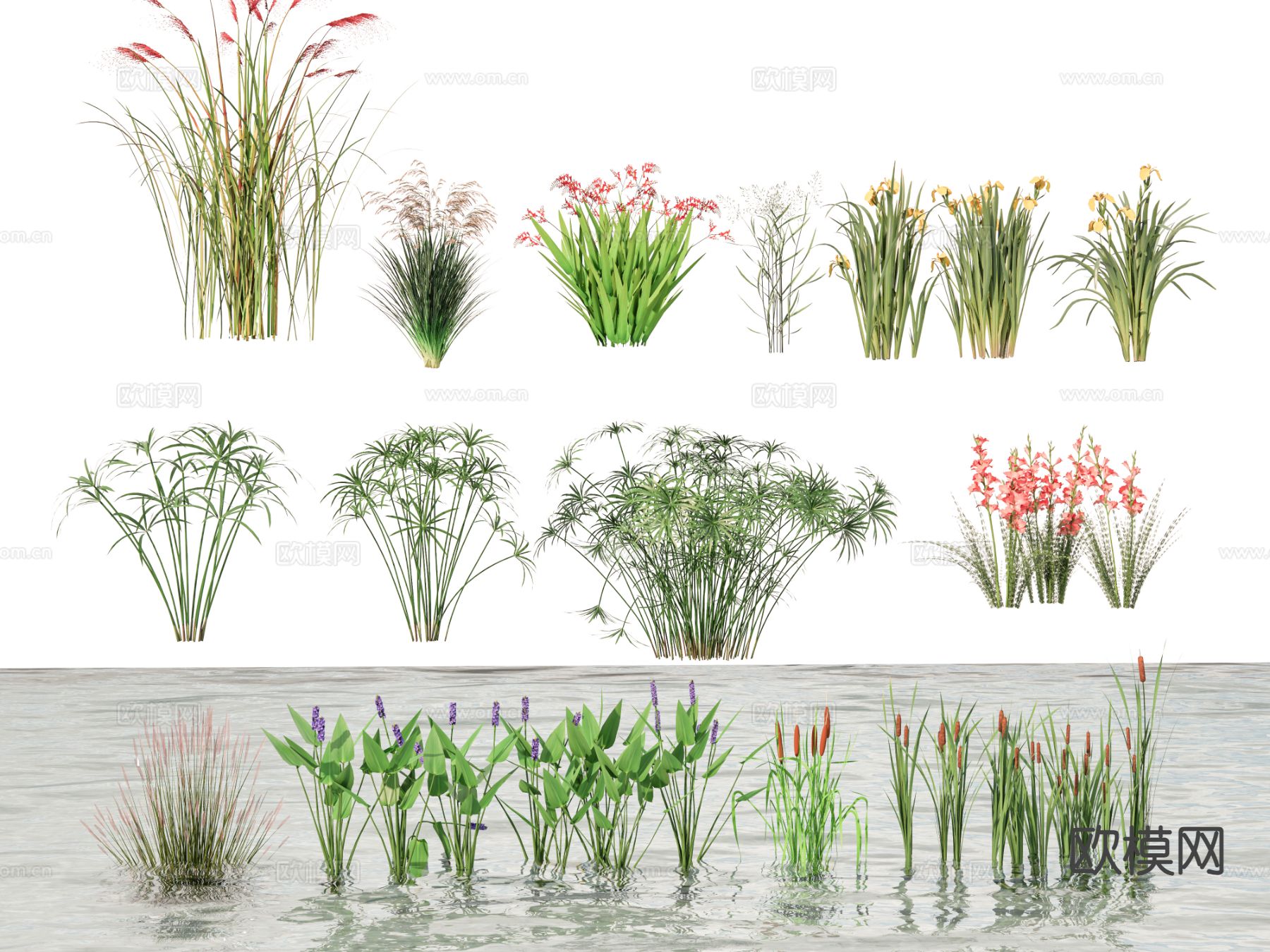 水生植物 草花 梭鱼草su模型下载（渲染图2）