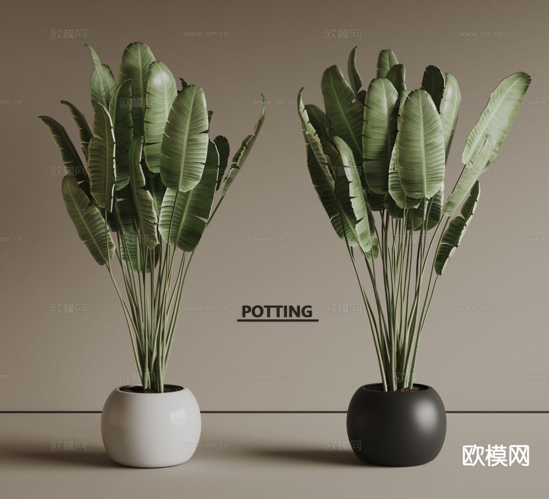 植物盆栽 芭蕉3d模型