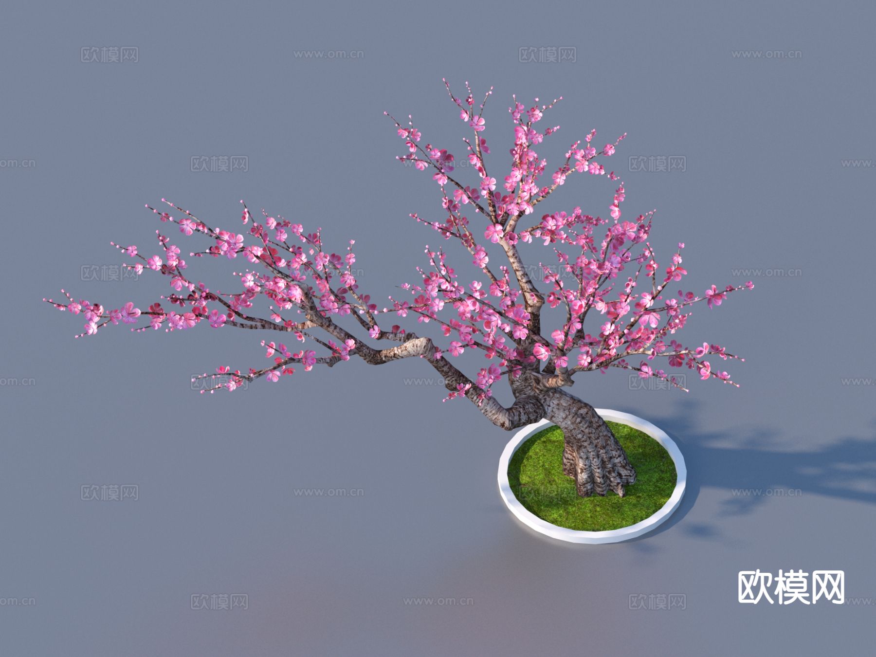 桃花树 树池 植物3d模型