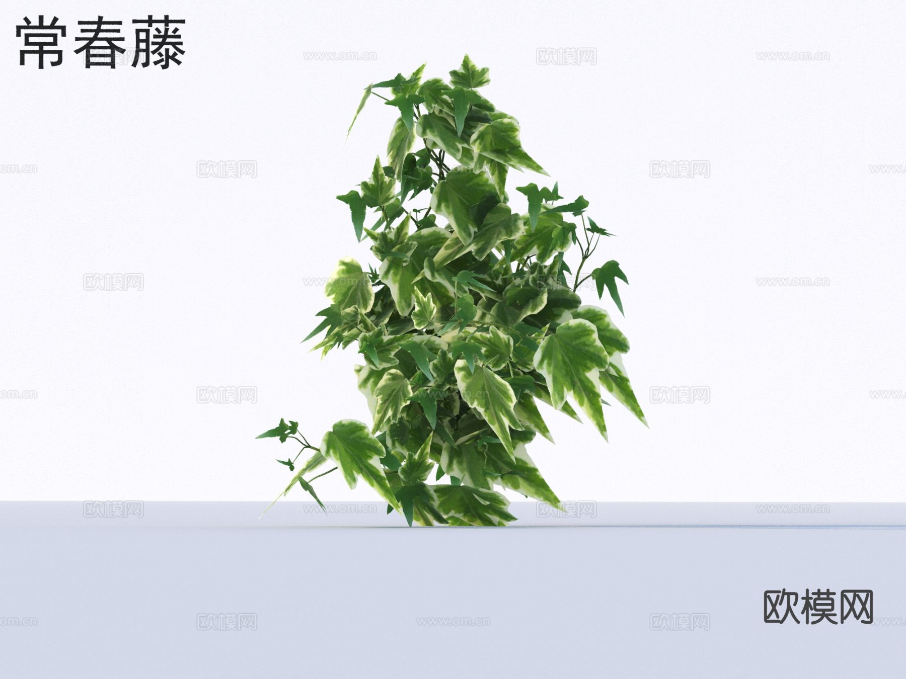 常春藤 花草灌木 植物类3d模型