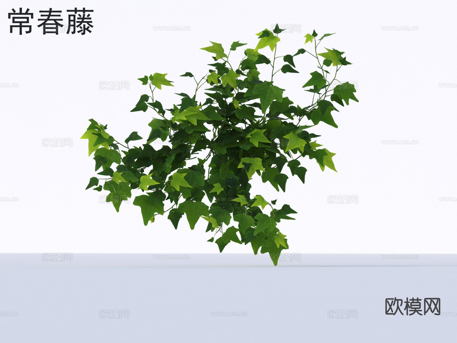 常春藤 花草灌木 植物3d模型