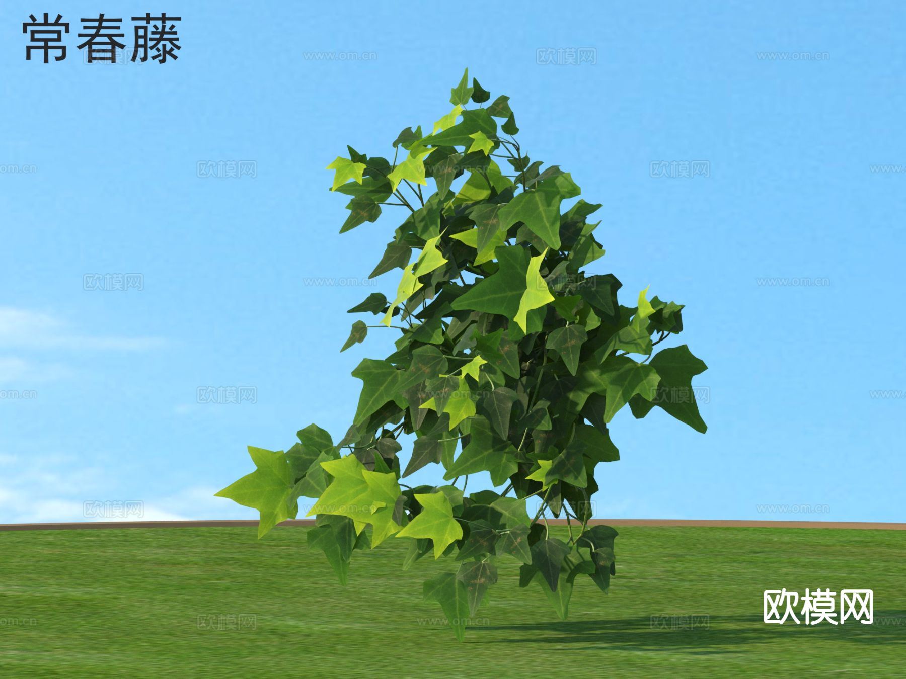 常春藤 花草灌木 植物类3d模型