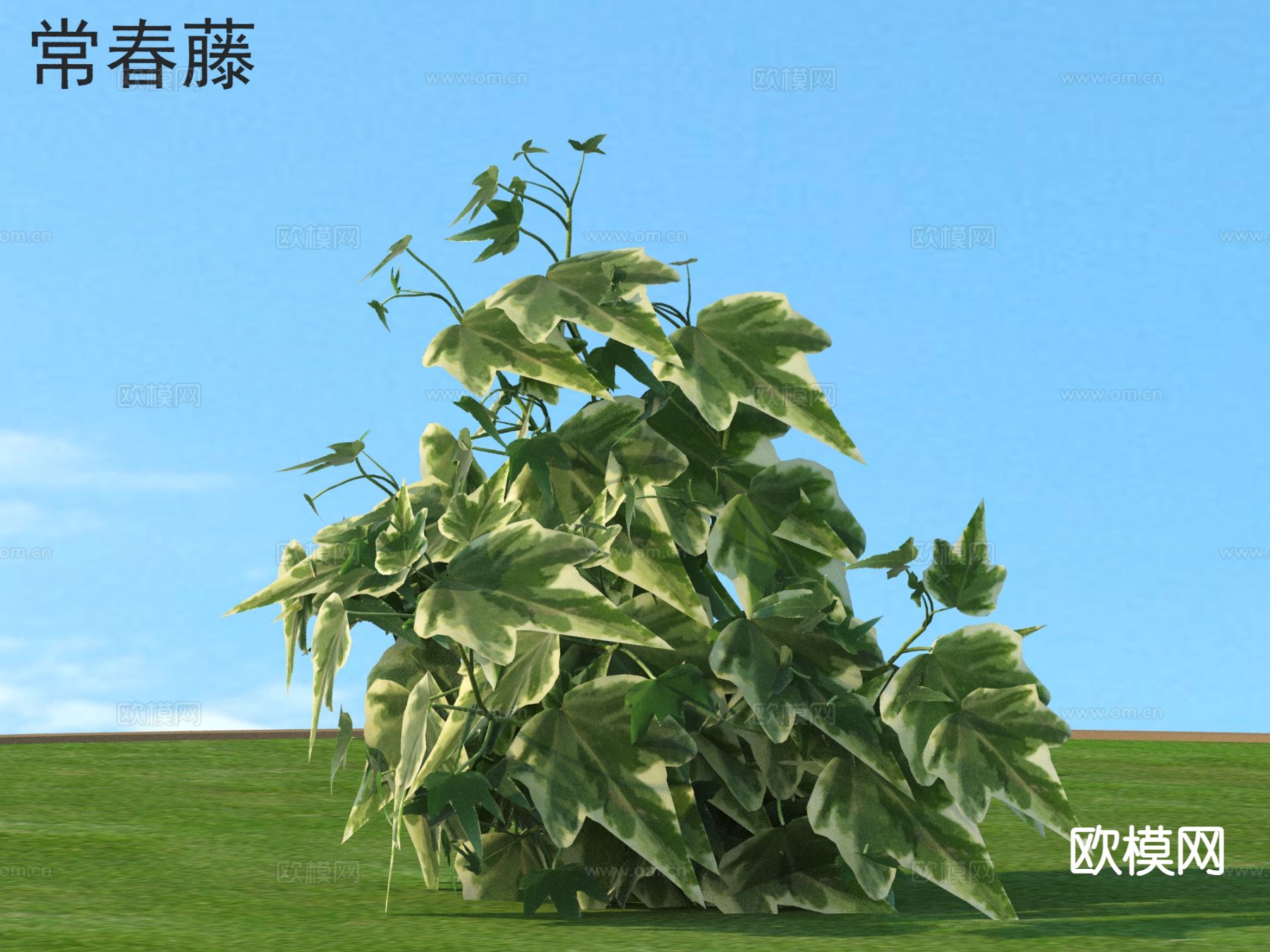 常春藤 花草灌木 植物类3d模型