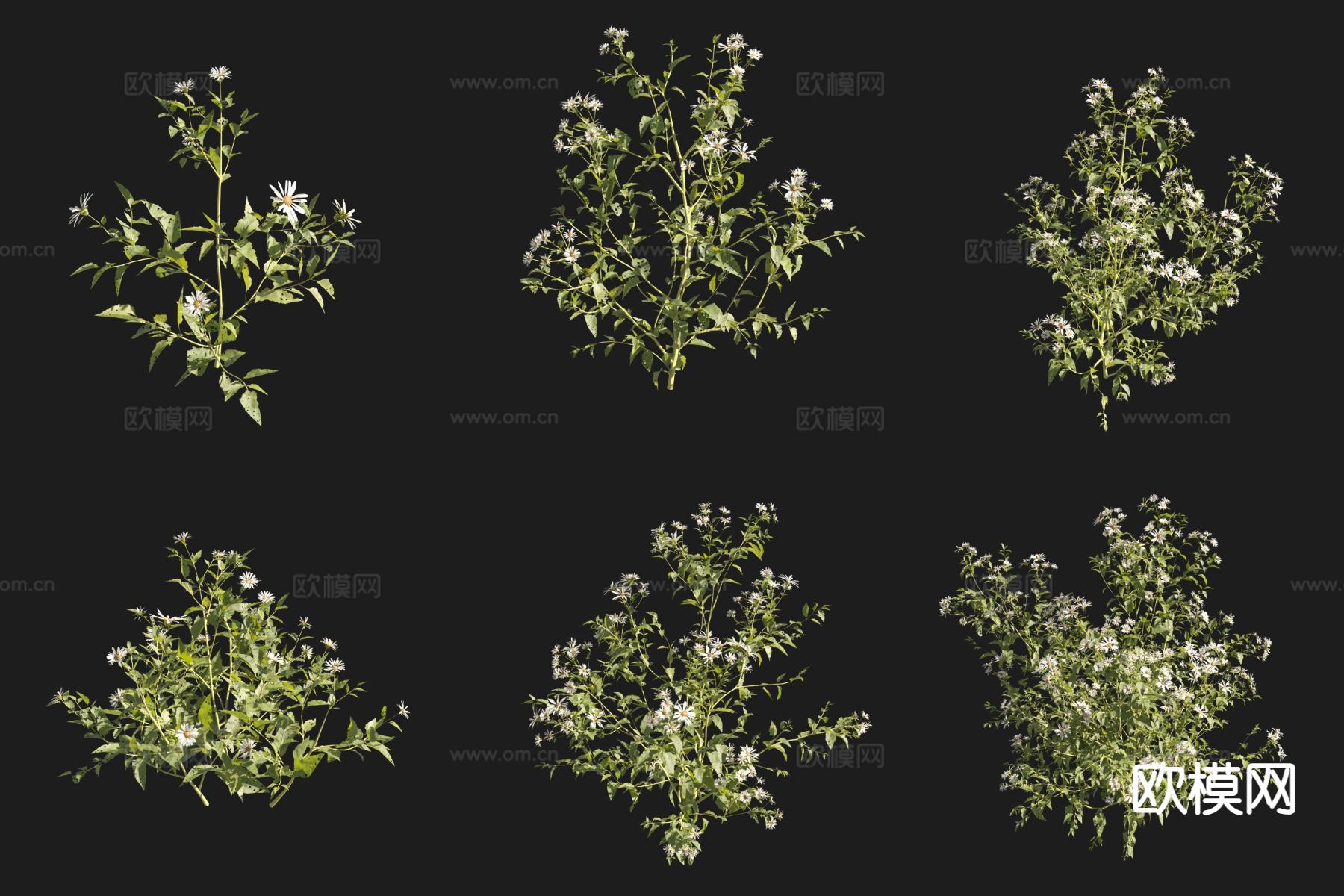 小舌紫菀 花草3d模型下载