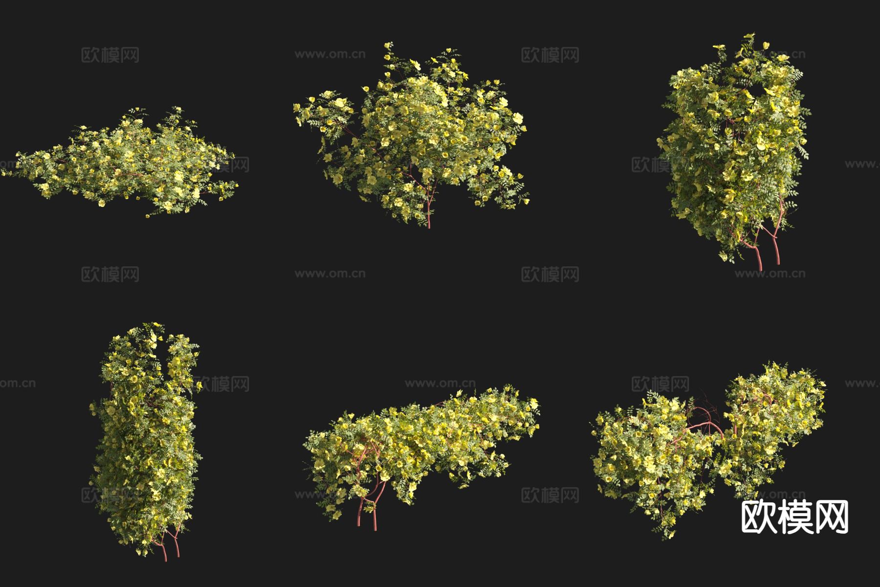 花草 植物 黄刺玫3d模型