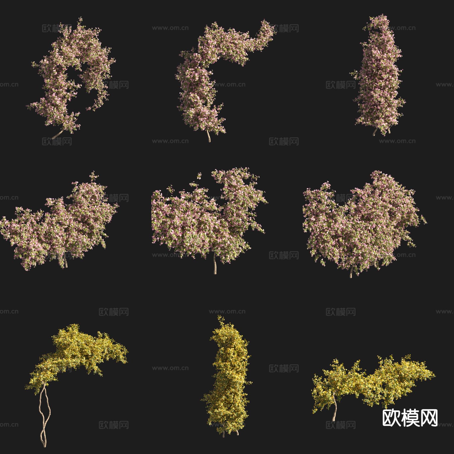 叶子花 三角梅 花草3d模型