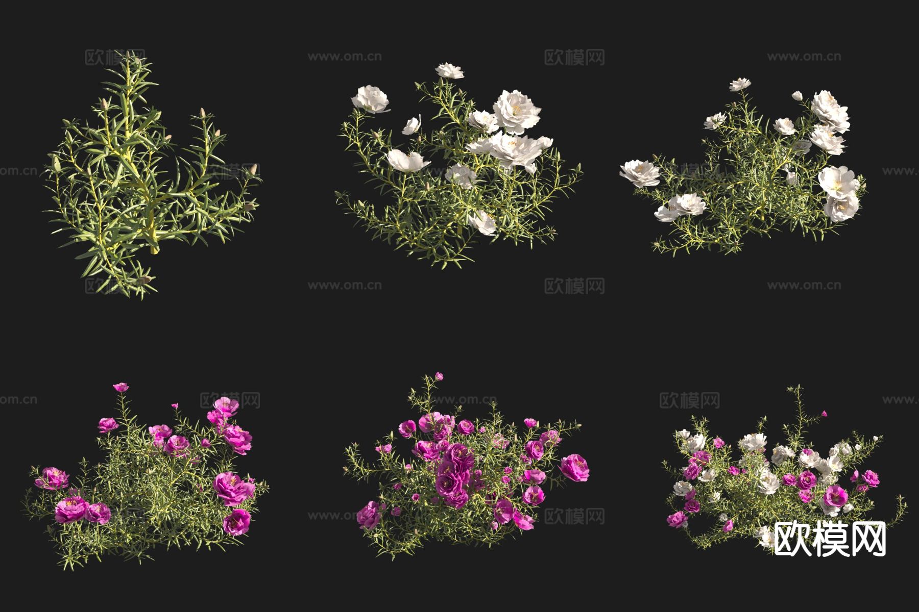 大花马齿苋 花草3d模型下载