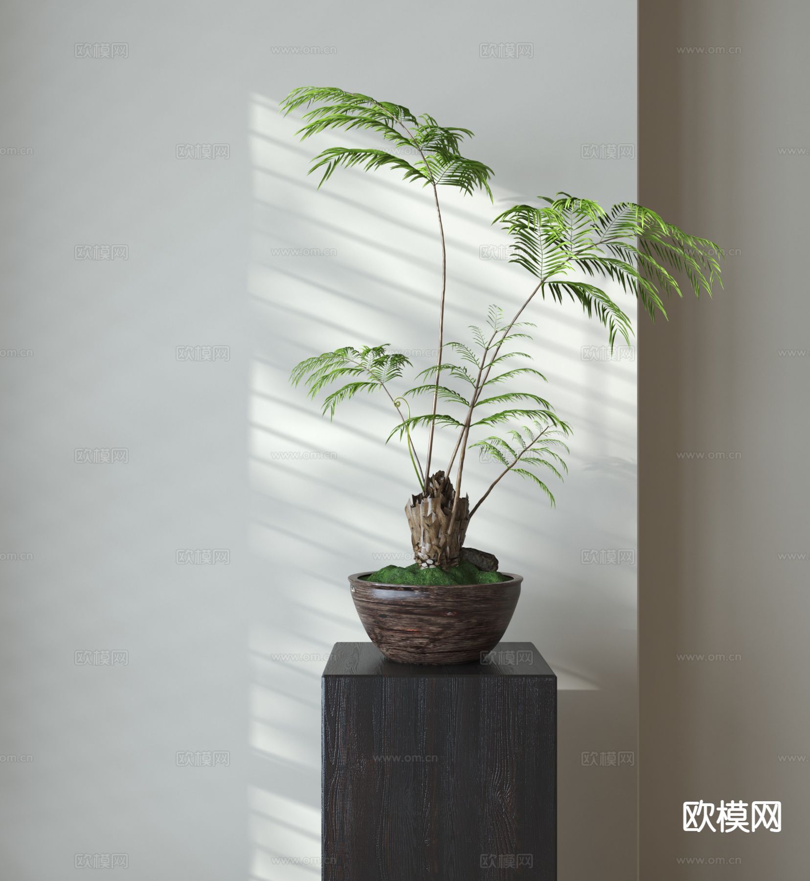 蕨类盆栽 植物盆栽3d模型