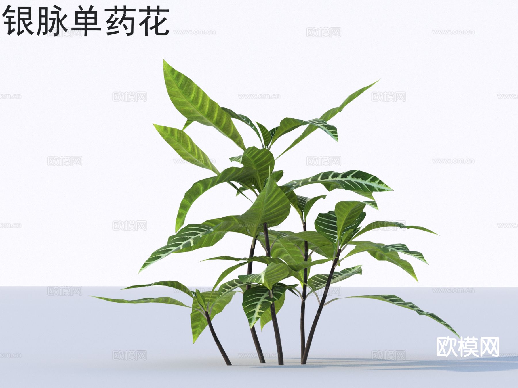 银脉单药花 花草灌木 植物类3d模型