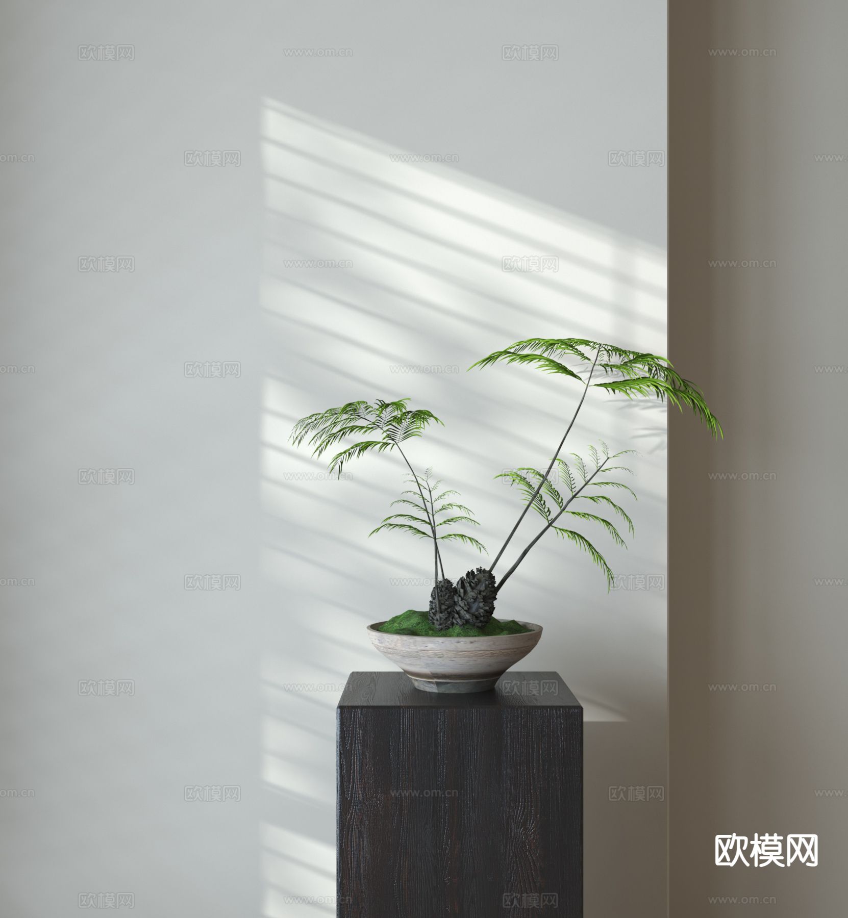 蕨类盆栽 植物盆栽3d模型