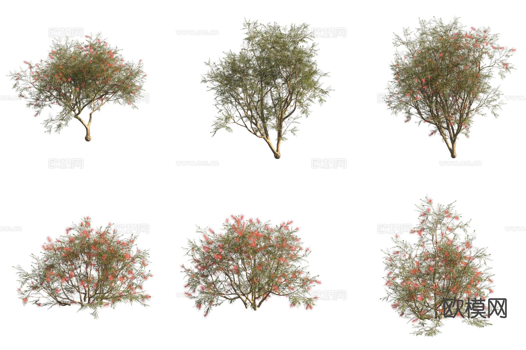 红花银桦树 灌木树 矮树3d模型