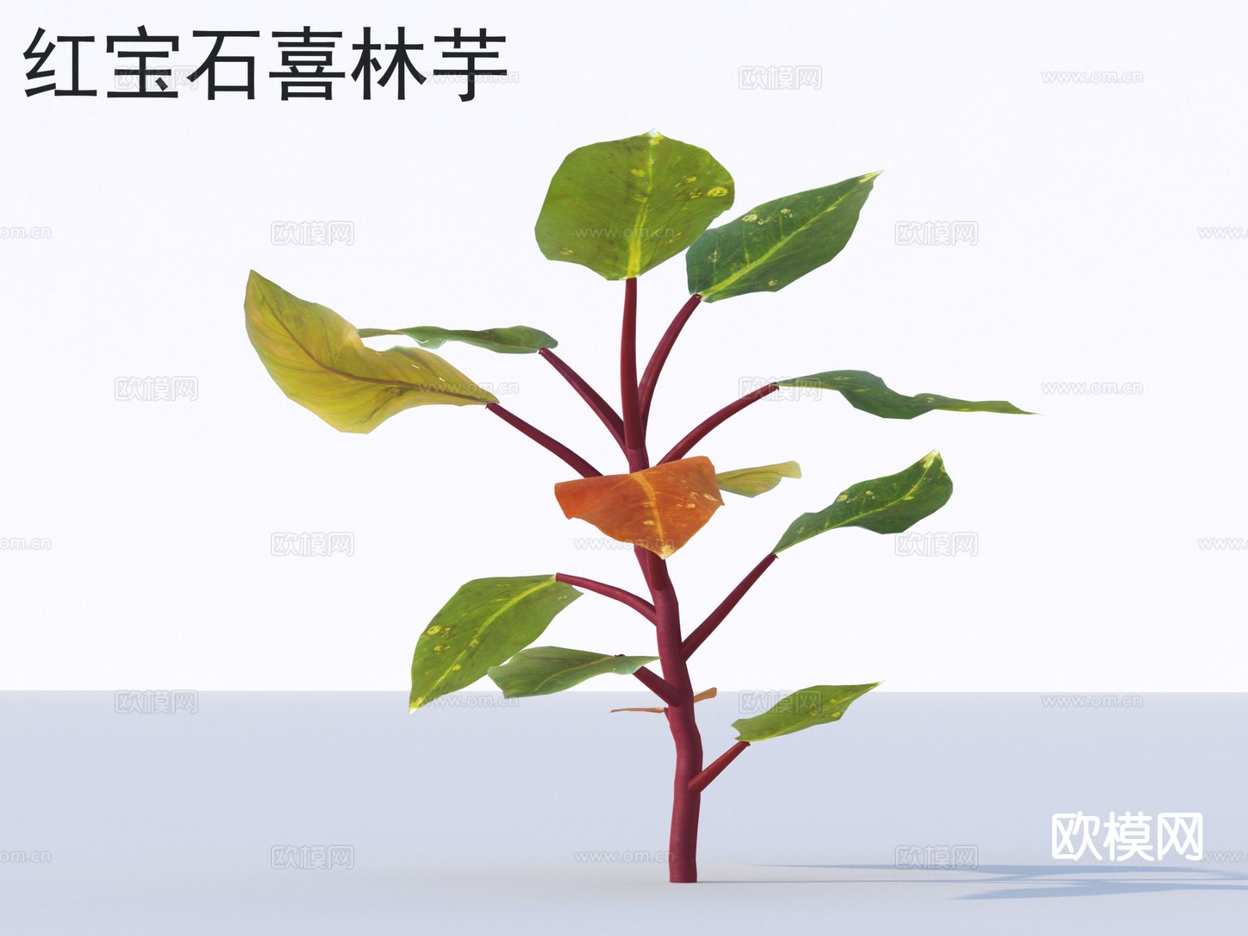 红宝石喜林芋 花草灌木 植物类3d模型