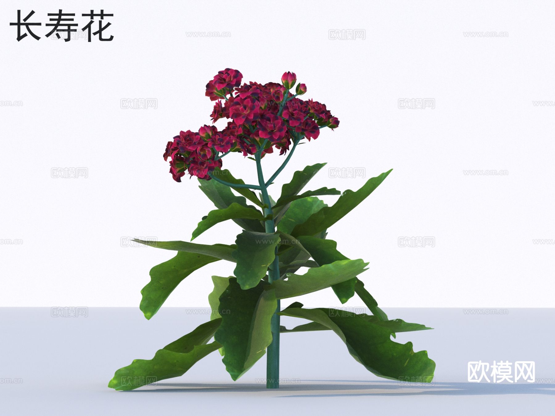 长寿花 花草灌木 植物类3d模型