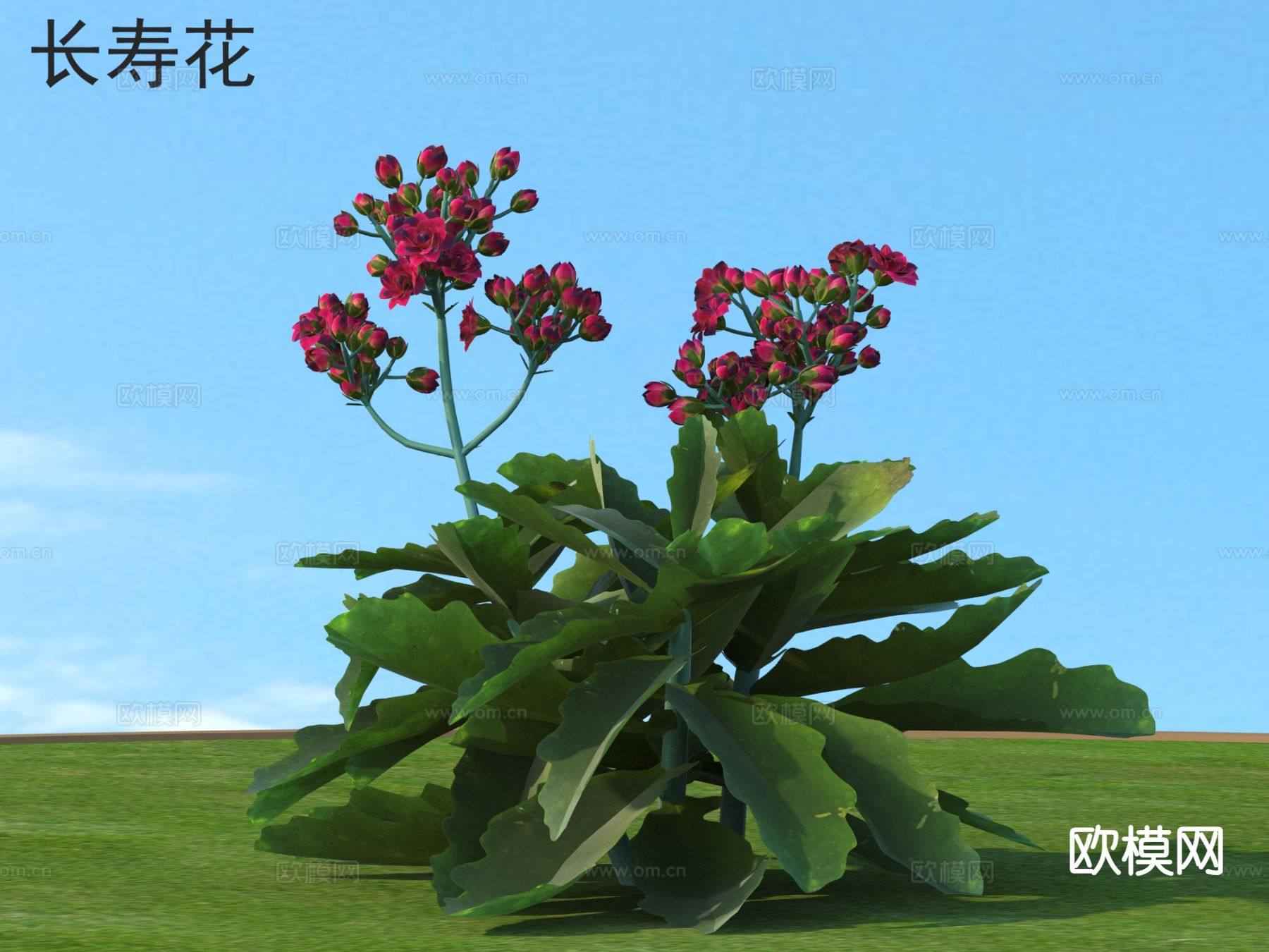 长寿花 花草灌木 植物类3d模型