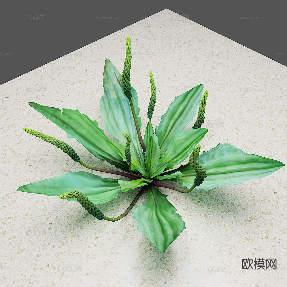 中药 车前草3d模型