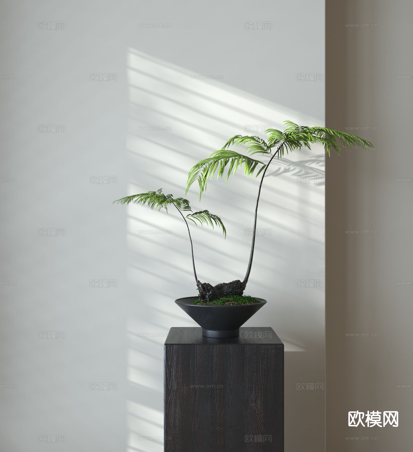 蕨类盆栽 植物盆栽3d模型