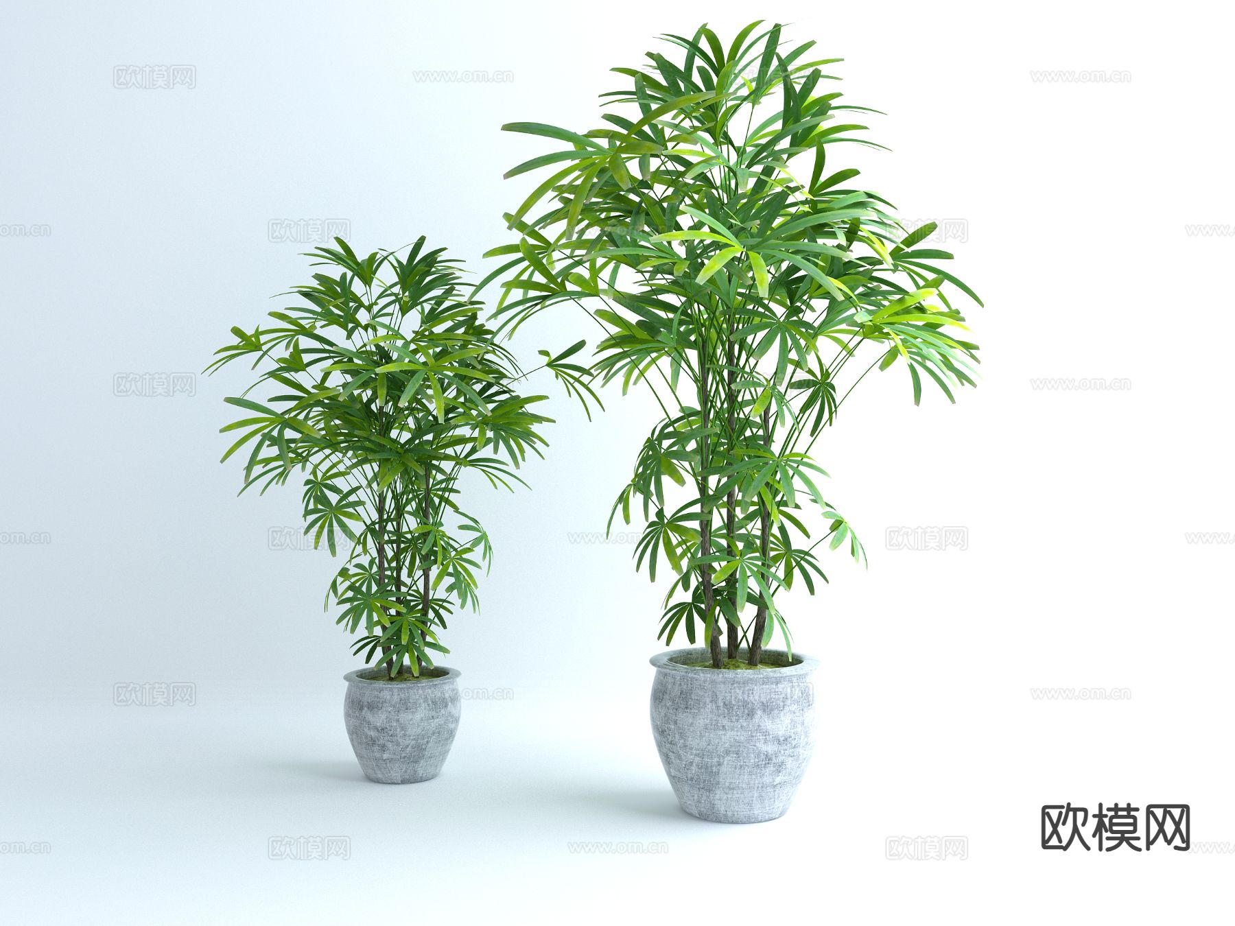 植物 盆栽3d模型