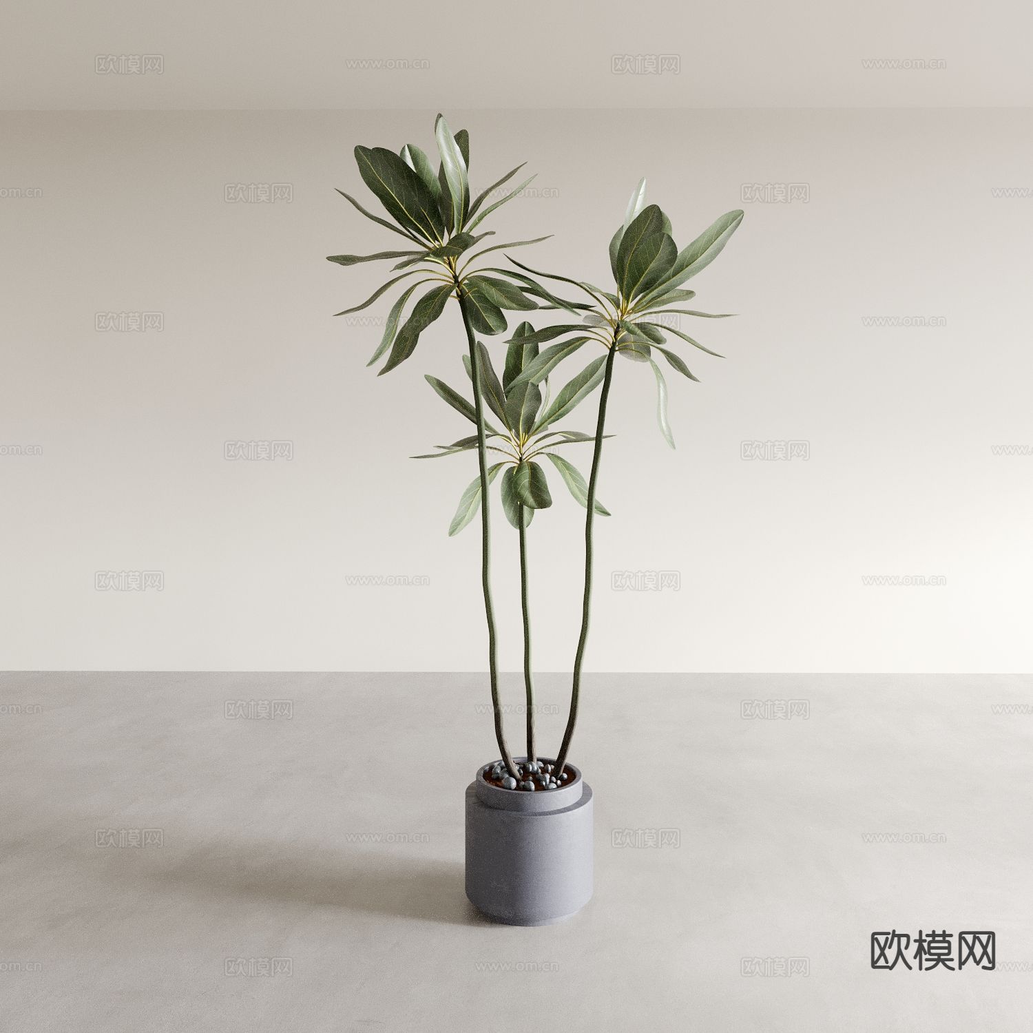 植物盆栽 绿植3d模型