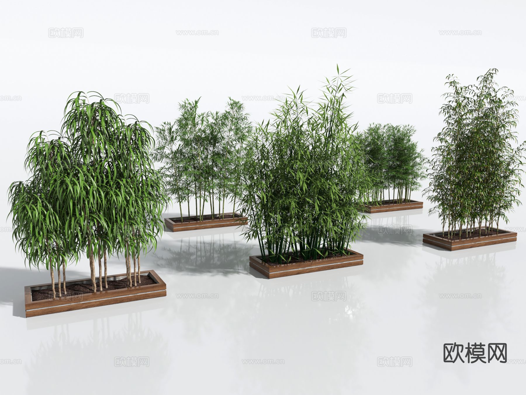 竹子 植物3d模型