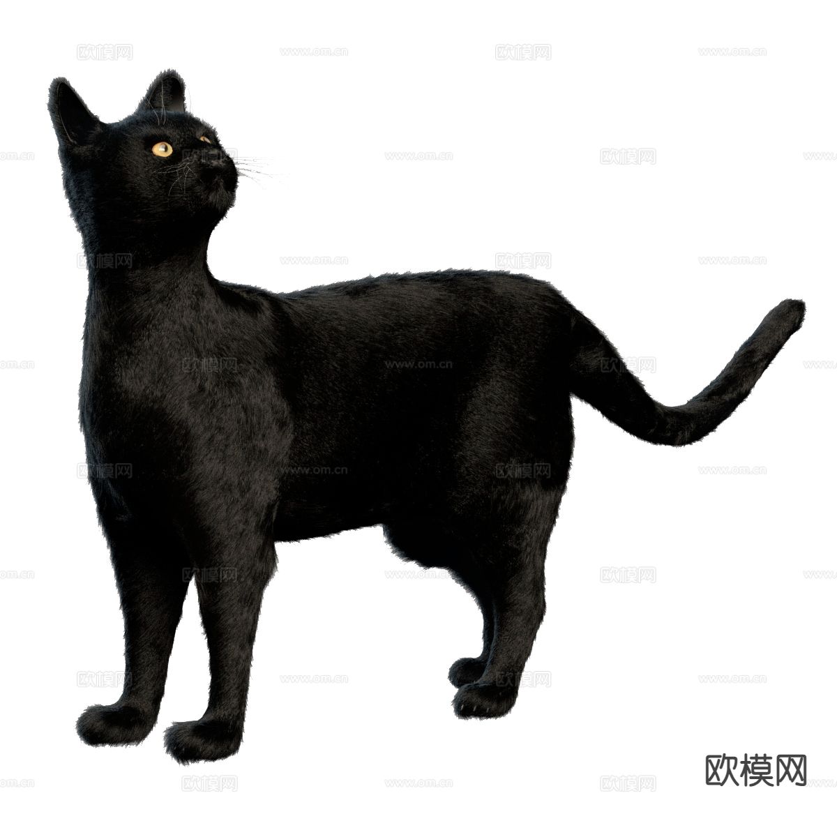 动物 黑猫 宠物猫3d模型