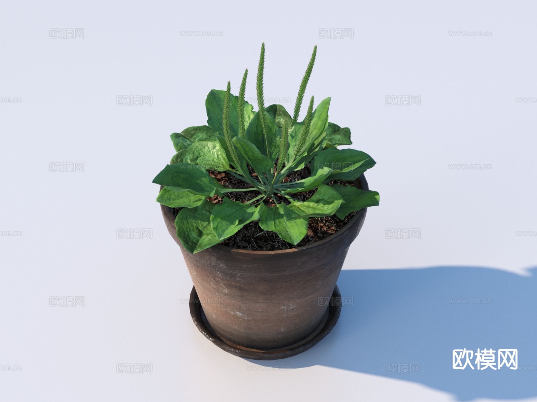 花盆 绿植 植物3d模型