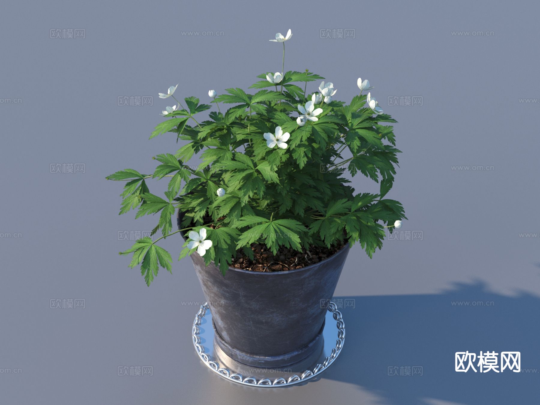 花盆 盆栽 绿植3d模型