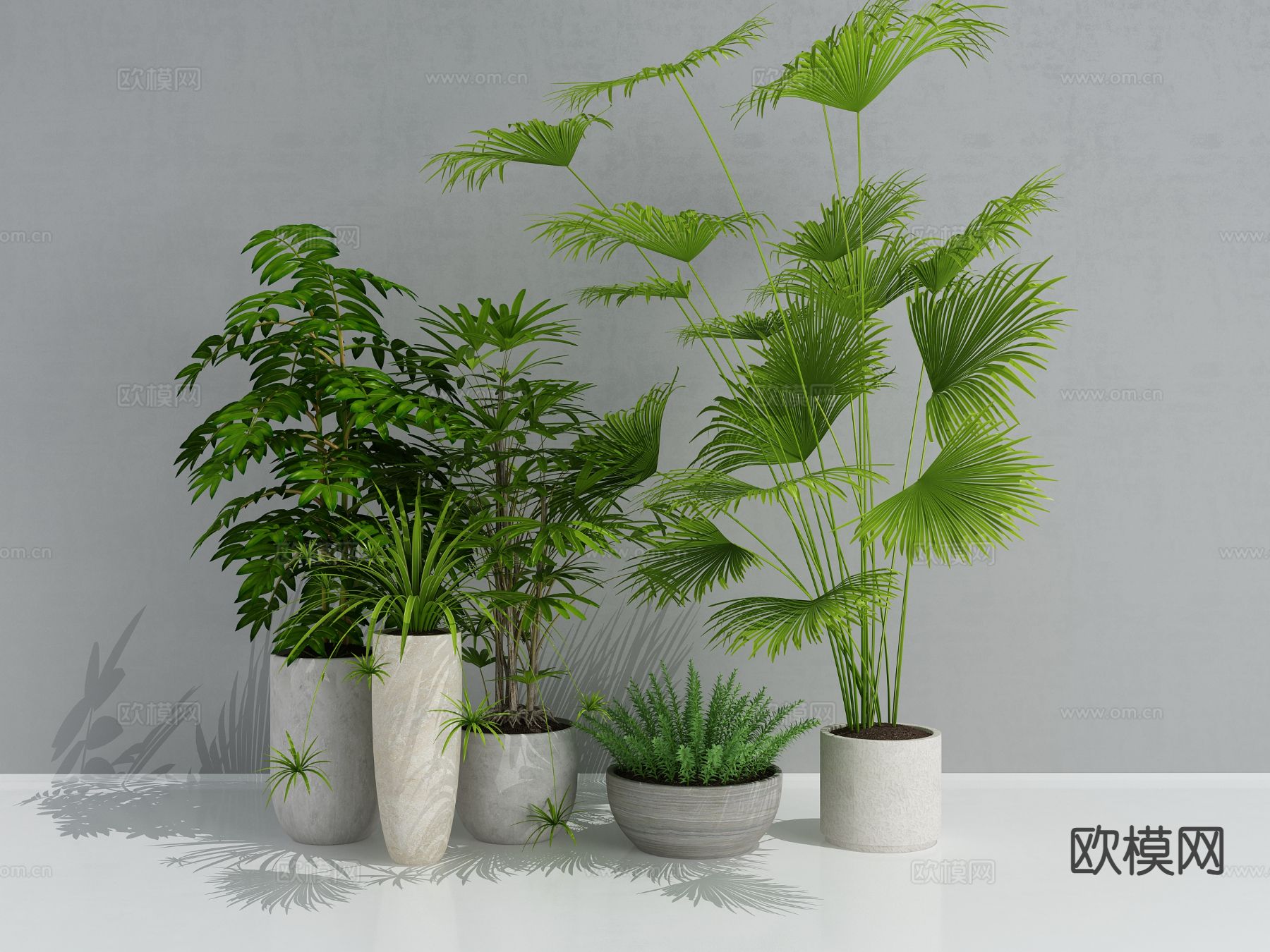 植物 盆栽3d模型