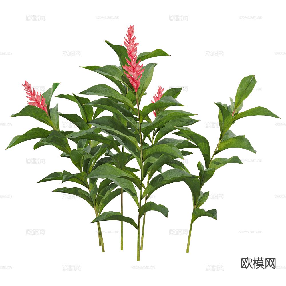 景观灌木 灌木花草3d模型