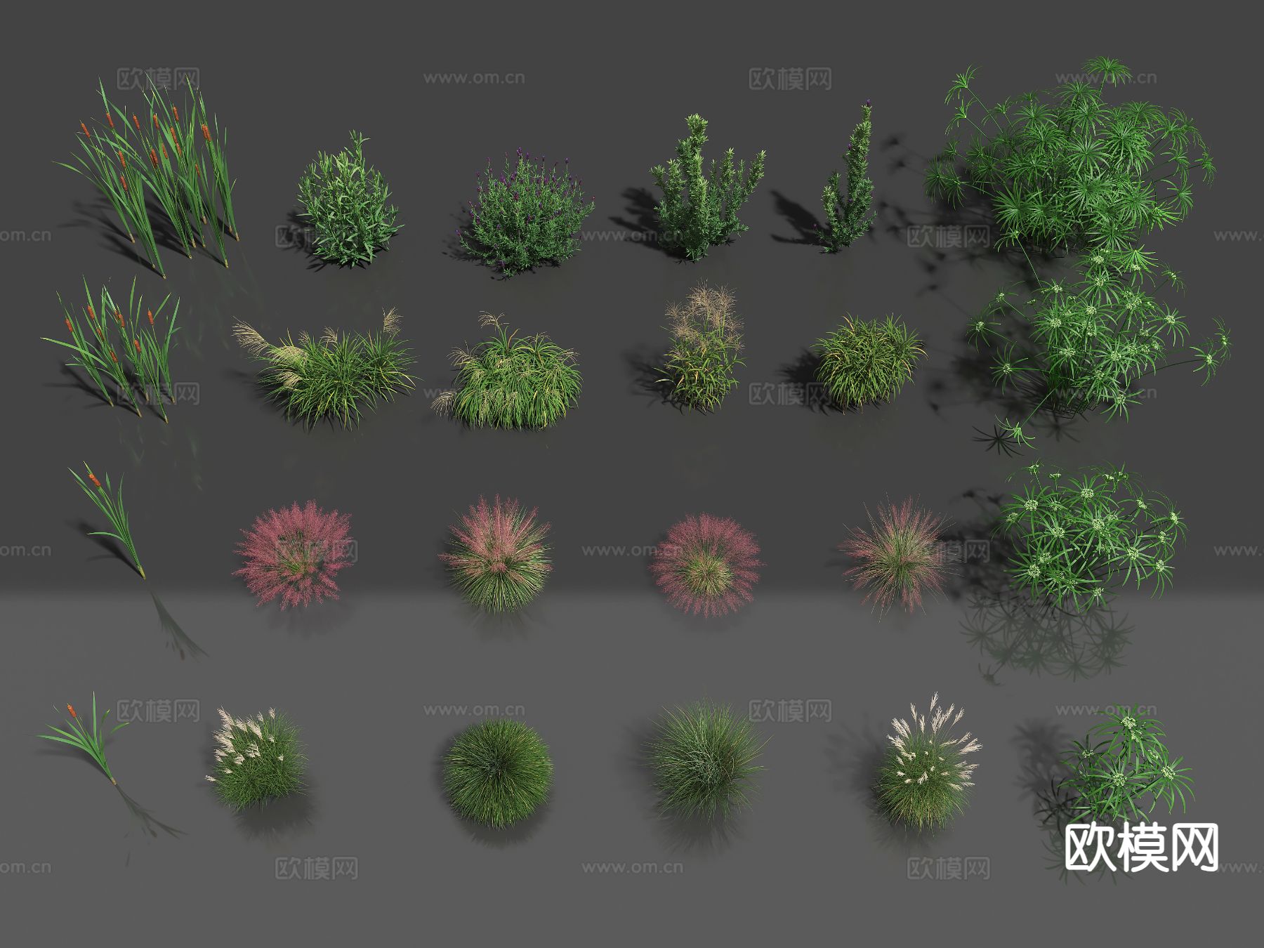 植物 花草 野花 野草3d模型