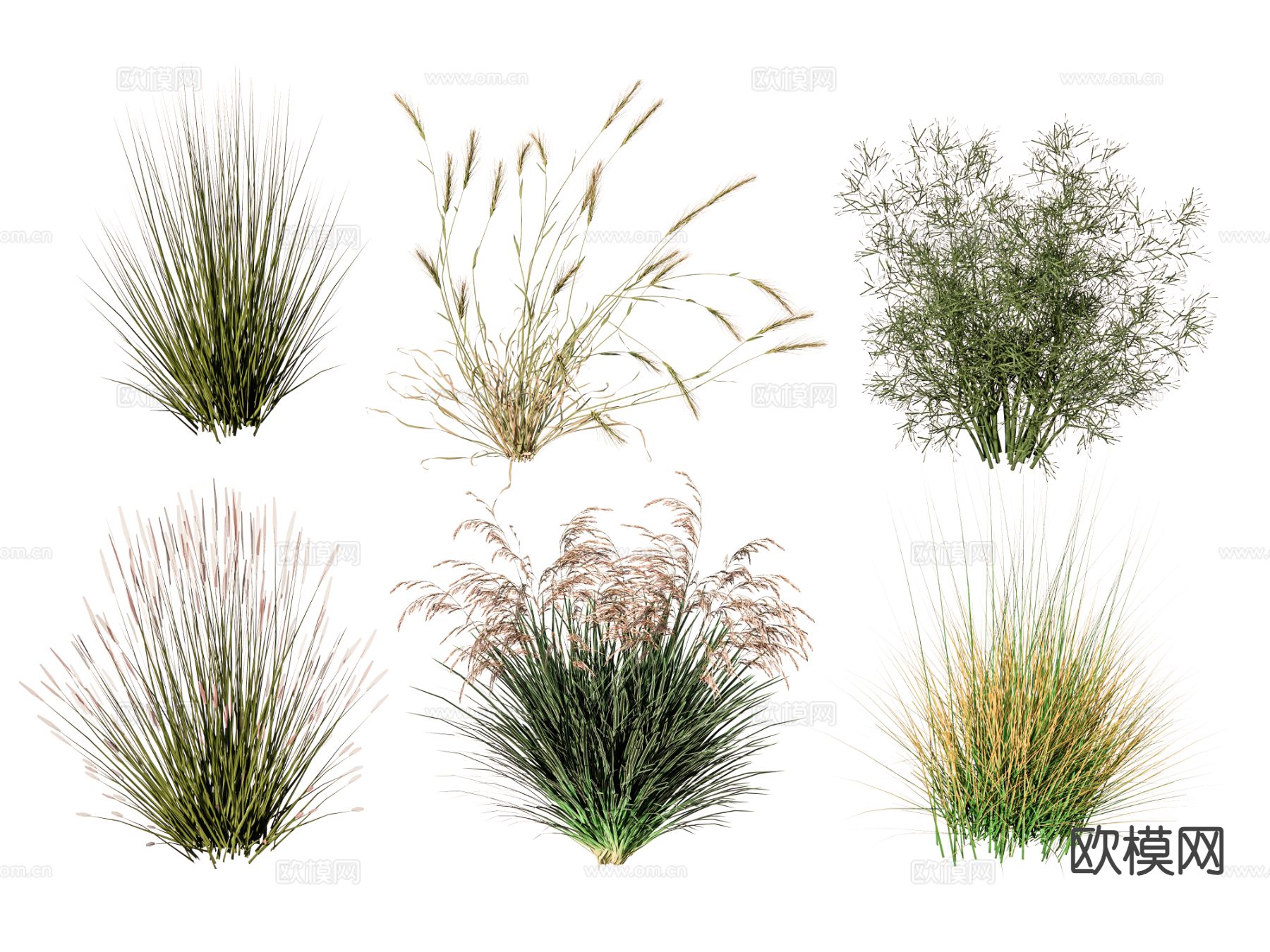 芦苇 麦穗 稻田su模型下载（渲染图2）