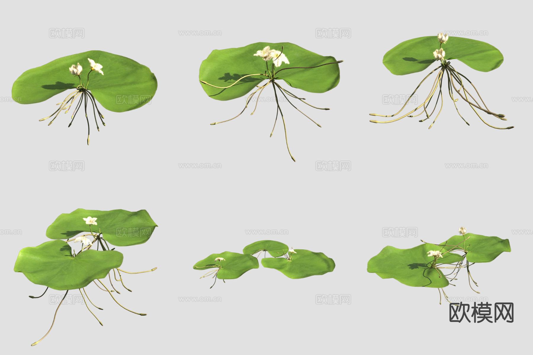 龙潭莕菜 荷叶3d模型