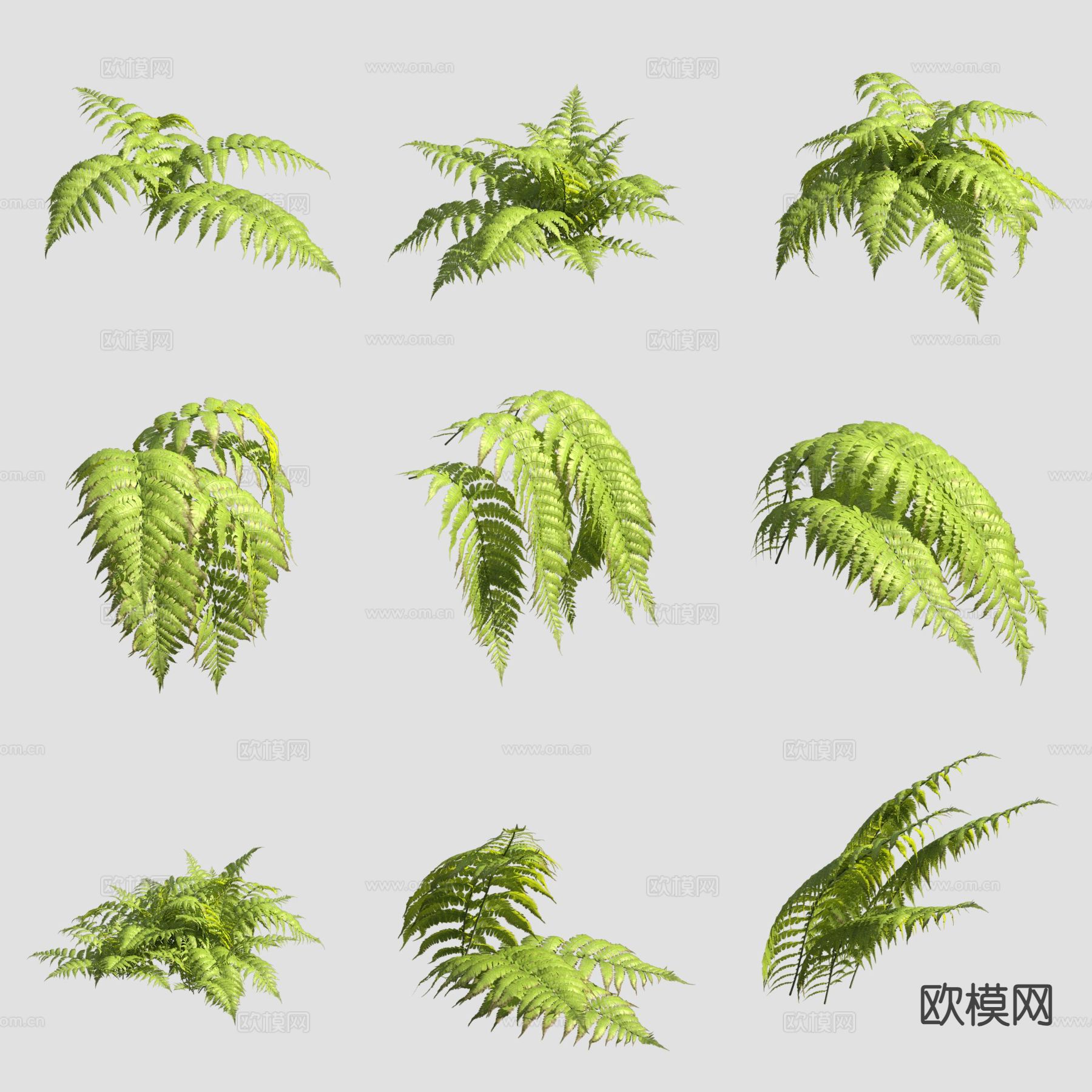 金星蕨花草3d模型