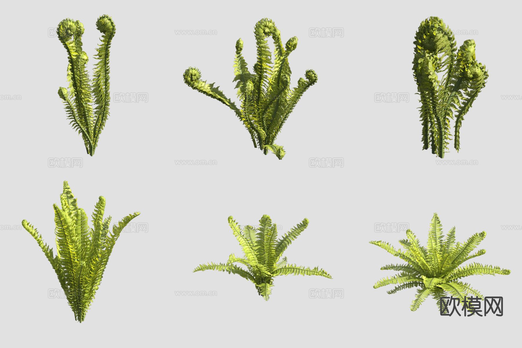 荚果蕨花草3d模型