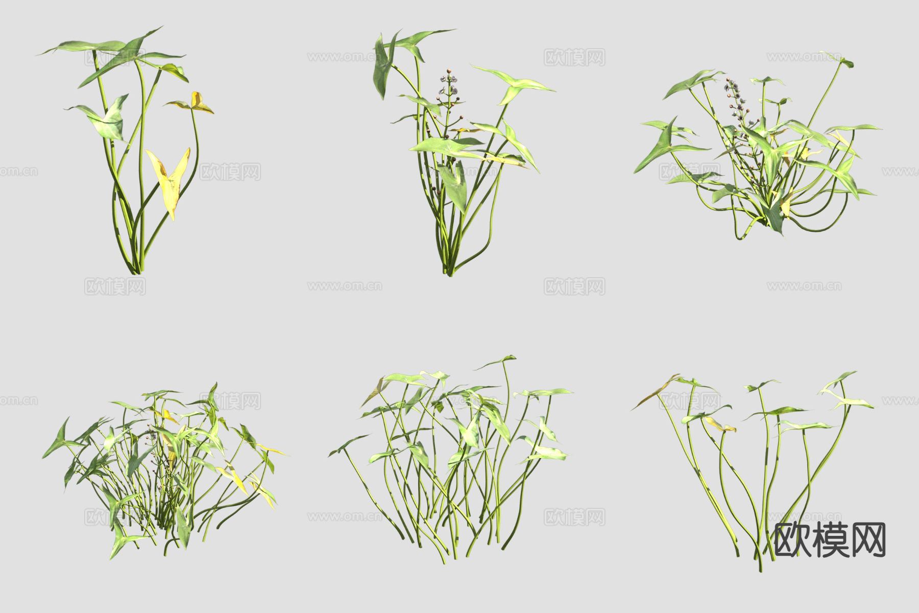 茨菰葃菇 花草3d模型