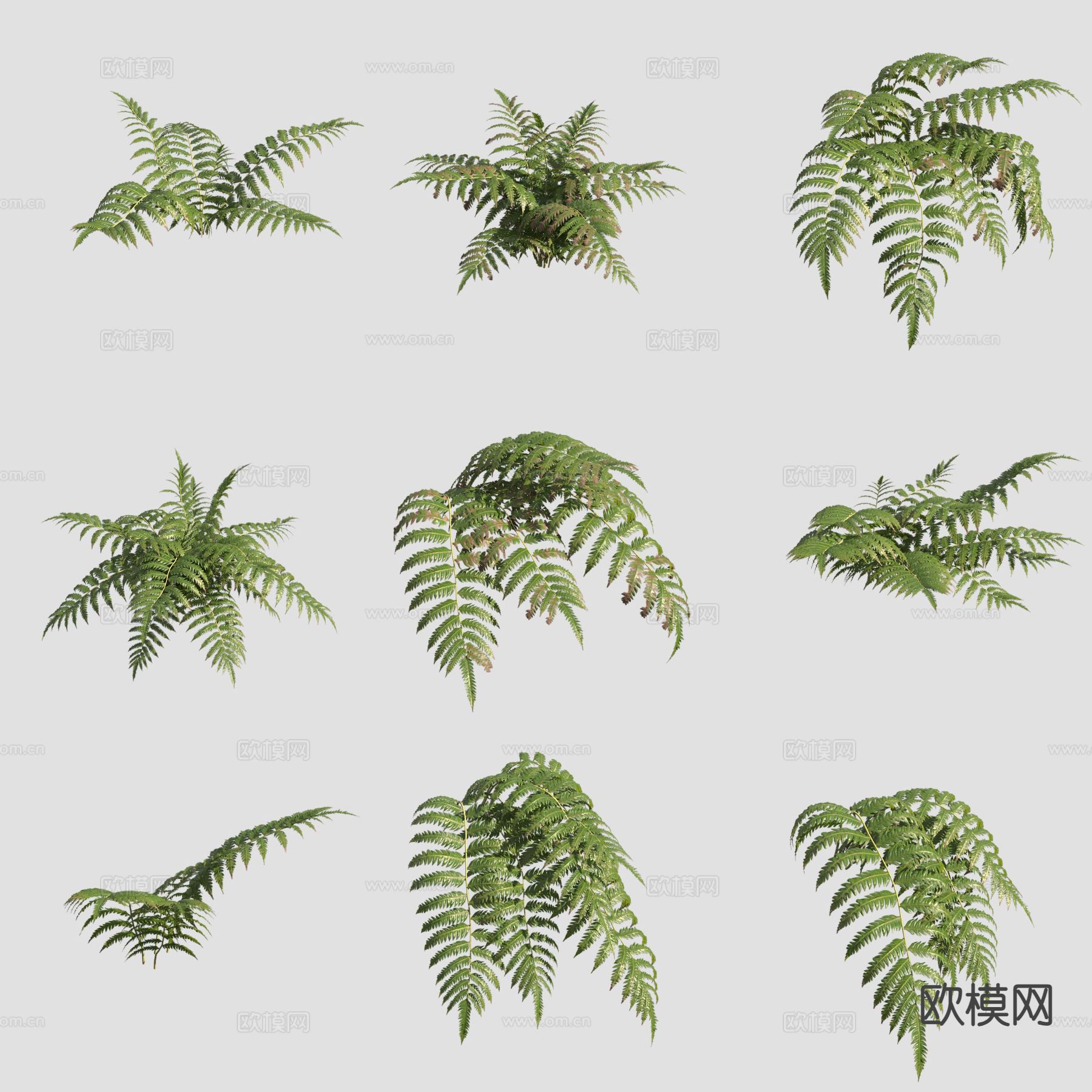 金狗毛蕨金毛狗脊花草3d模型下载