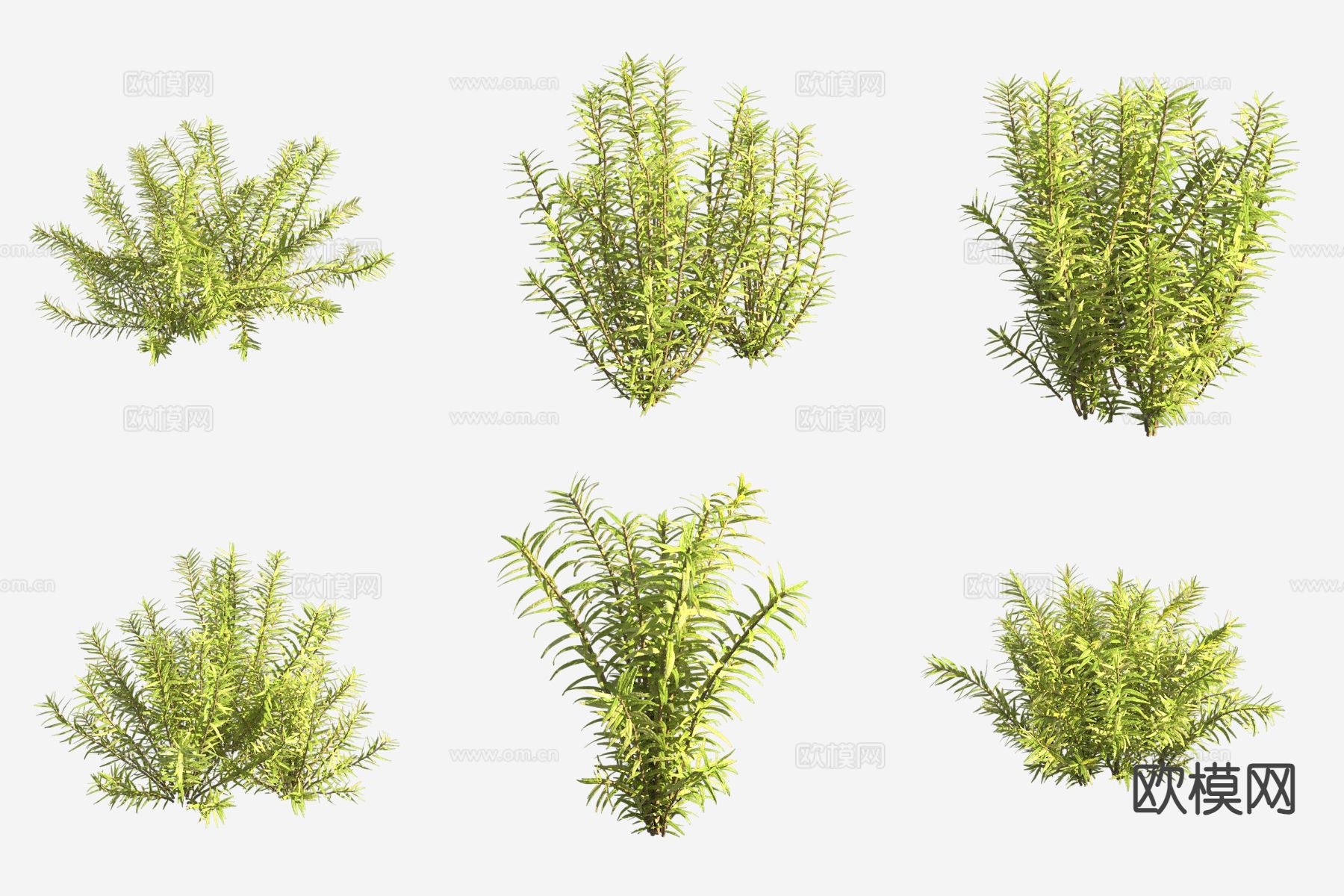 圆叶节节菜 水草 水生植物3d模型