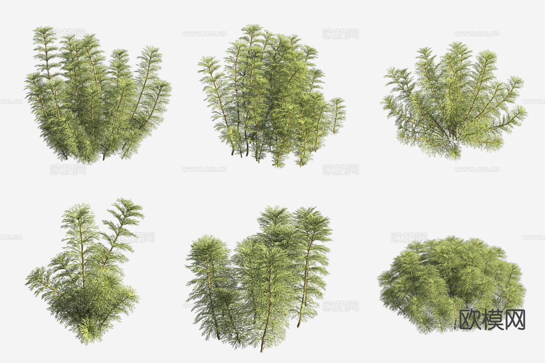 大宝塔草 水草 水生植物3d模型