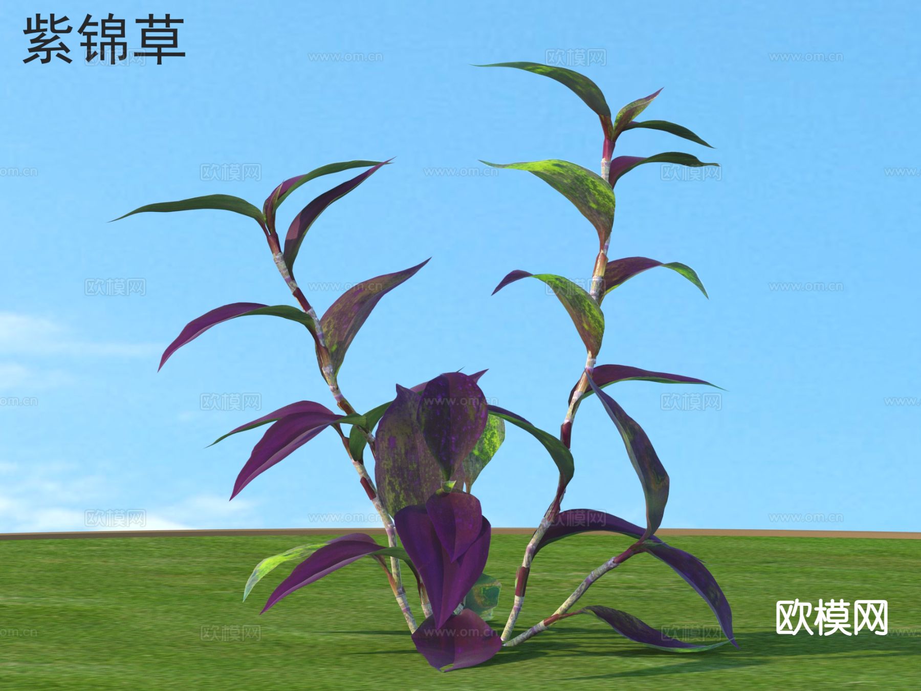 紫锦草 花草灌木 植物类3d模型