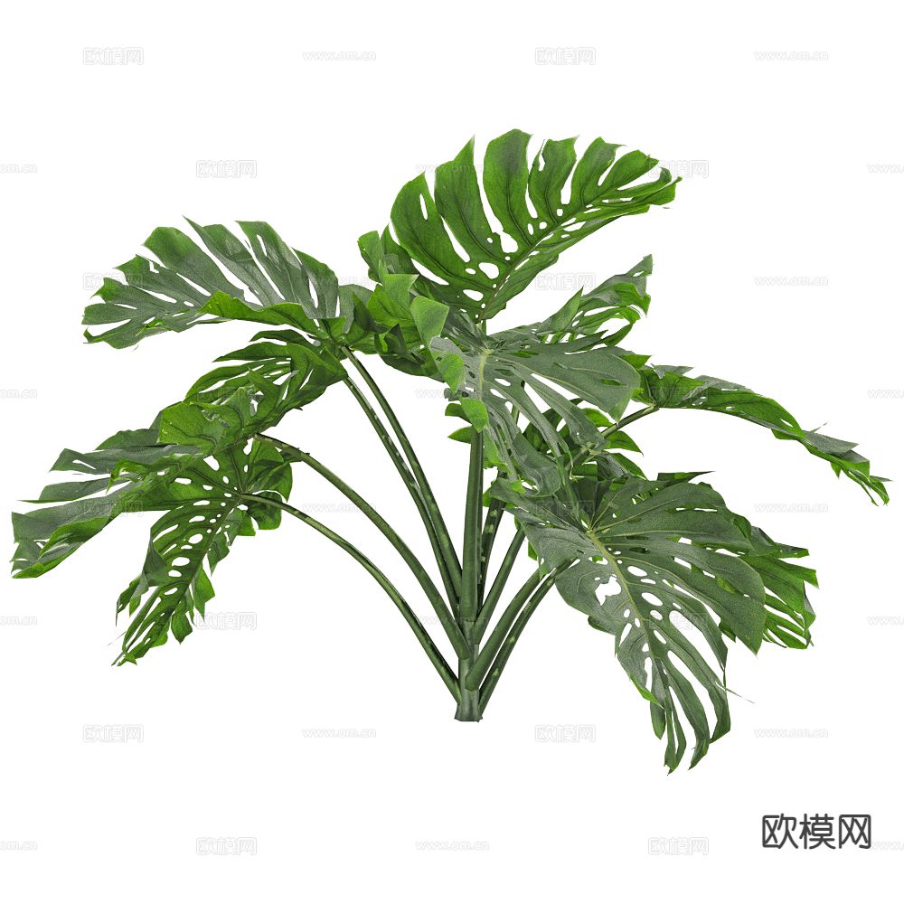 芭蕉树 景观树 灌木植物3d模型