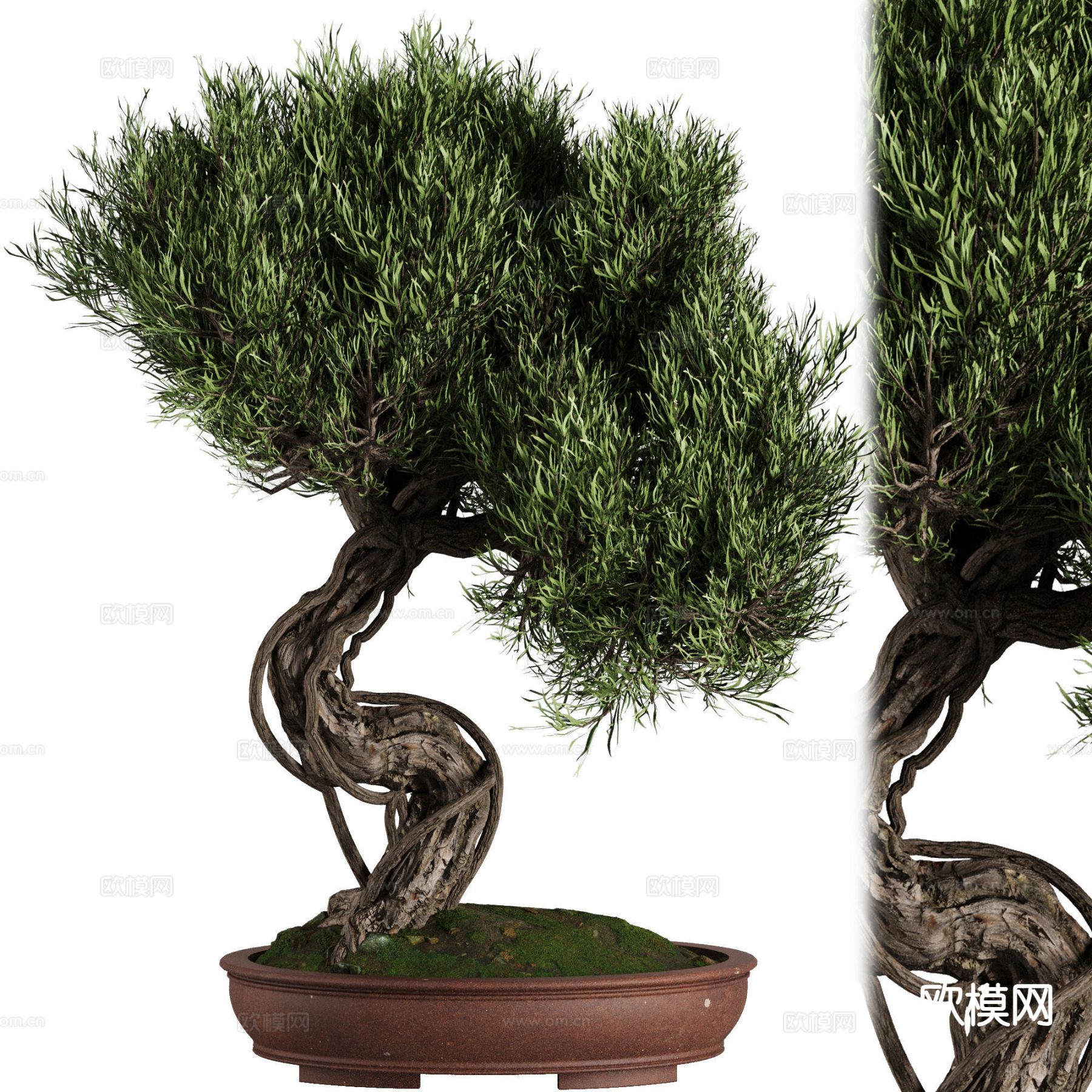 中式盆景 植物3d模型