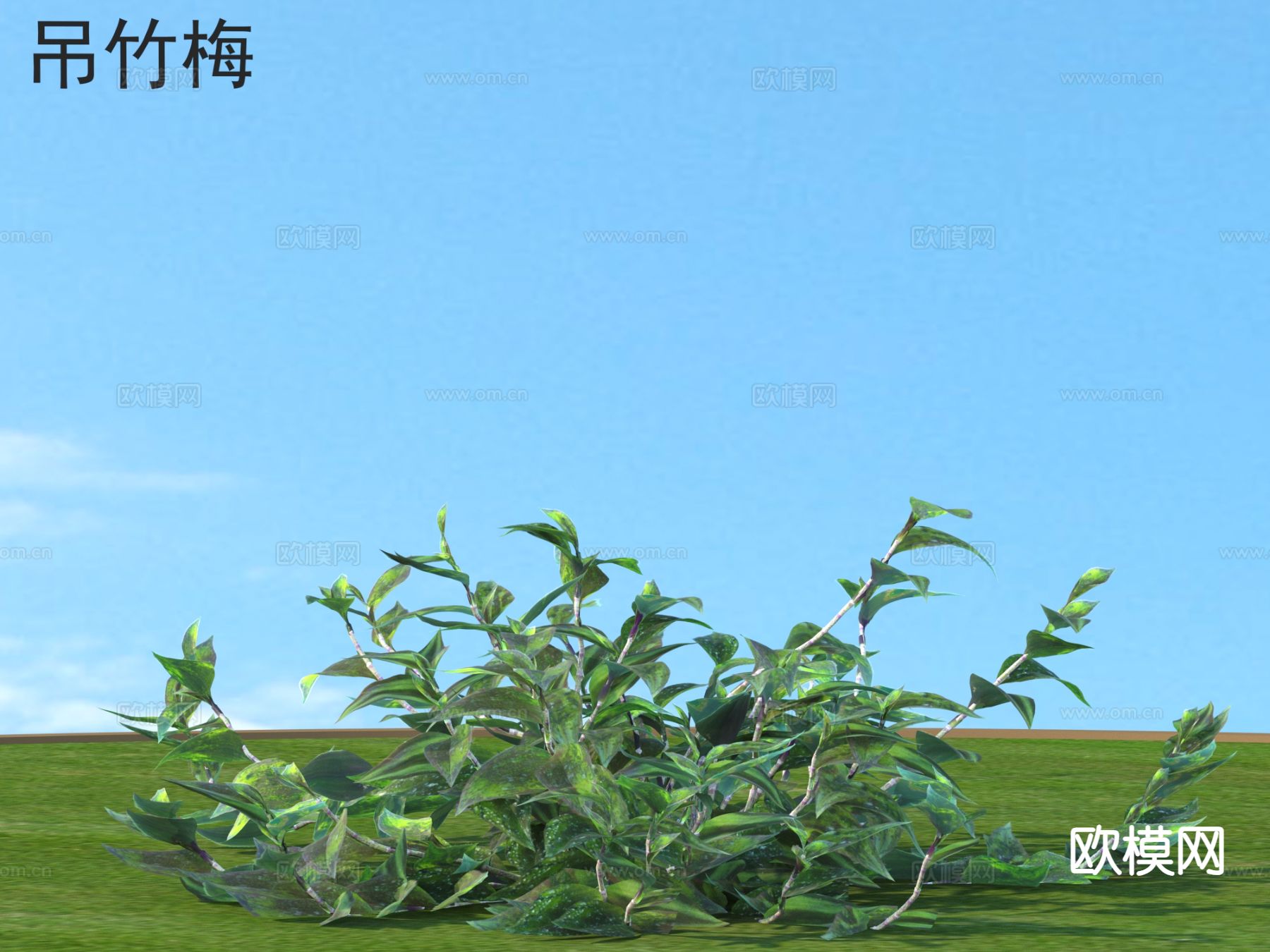 吊竹梅 花草灌木 植物类3d模型