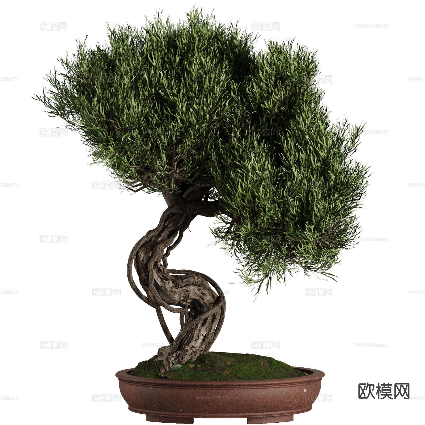 中式盆景 植物3d模型