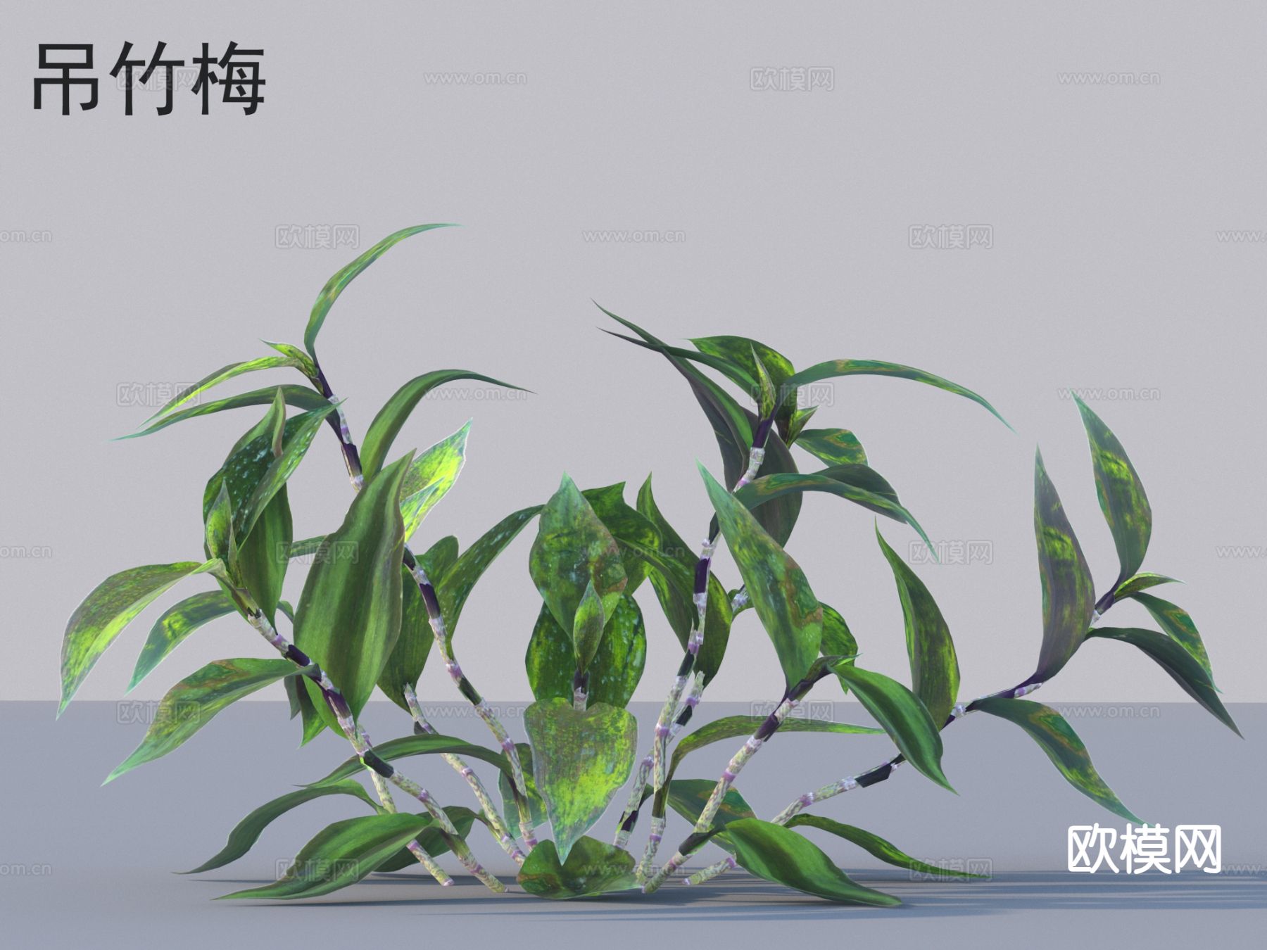 吊竹梅 花草灌木 植物类3d模型