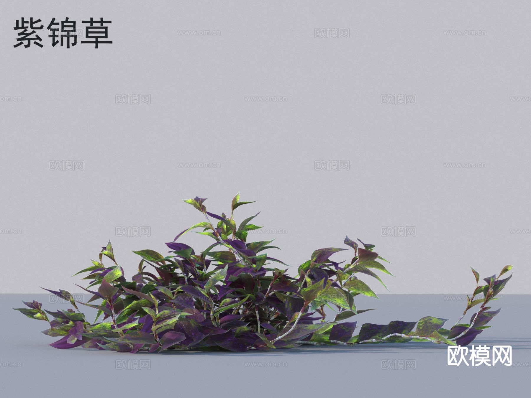 紫锦草 花草灌木 植物类3d模型