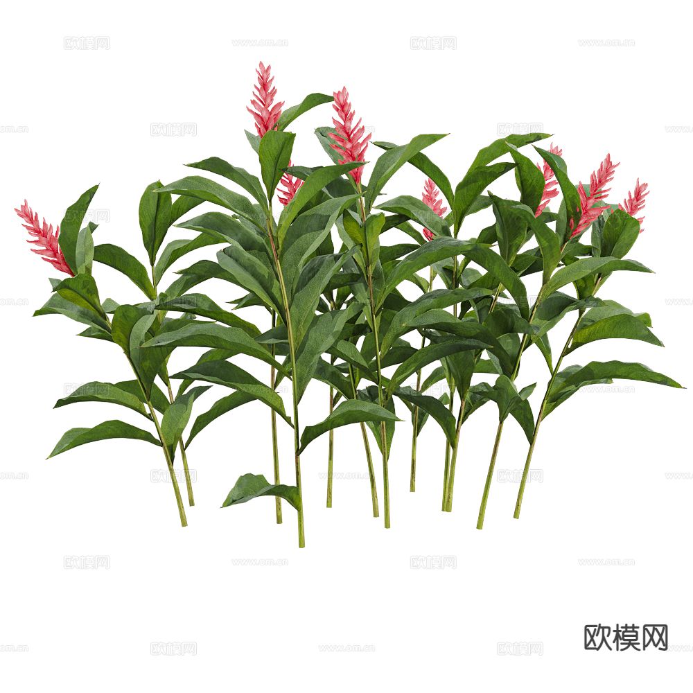 现代灌木植物 花草3d模型